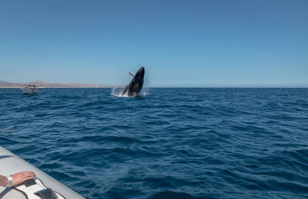 Violación de ballenas jorobadas . —  Fotos de Stock