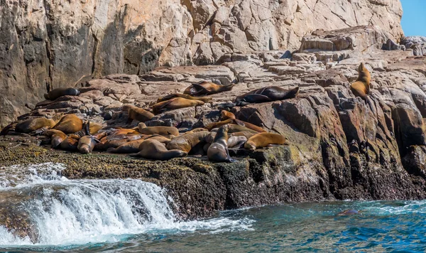 Colônia de leões de mar de Califórnia. — Fotografia de Stock