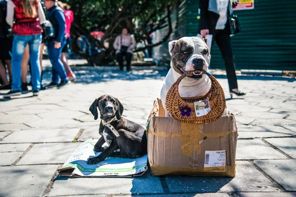 Σκυλιά επαιτεία χρήματα στο δρόμο της πόλης Royalty Free Εικόνες Αρχείου