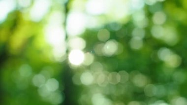 Yeşil doğal gün ışığı bokeh odak