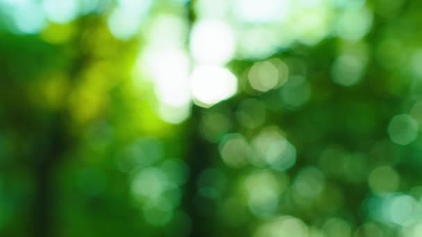 Зеленый естественный солнечный свет боке дефокус — стоковое видео