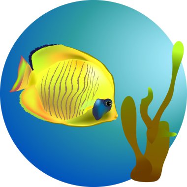 Mercan balık deniz dibinin üzerinde