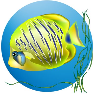 Mercan balık deniz dibinin üzerinde