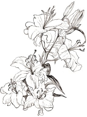 Resimde lily monochrom