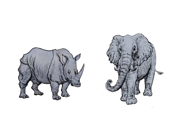 Слон и носорог . — стоковое фото