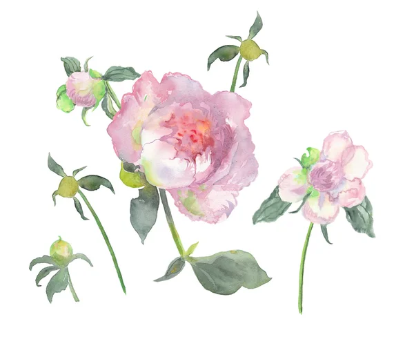 Fleurs de pivoine aquarelle mis sur blanc isolé . — Photo