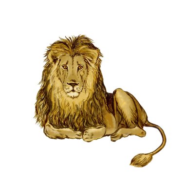 Afrika aslanı llustration. El drawning mürekkep ve suluboya