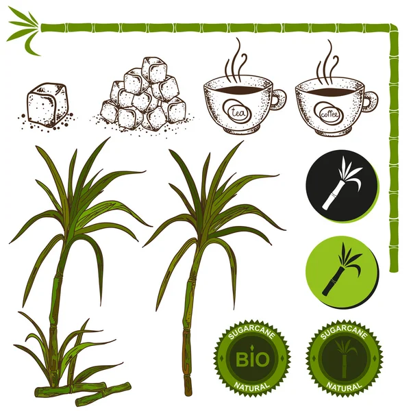 Набір цукрової тростини з цукром і чашками кави — стоковий вектор