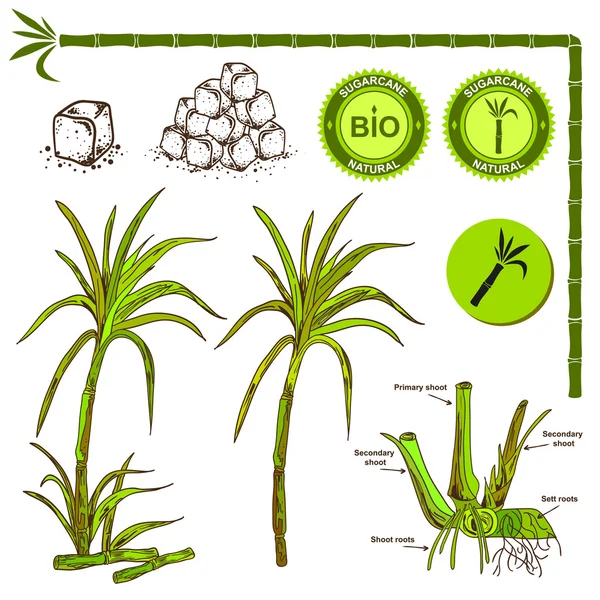 Illustration der Zuckerrohrpflanze — Stockvektor