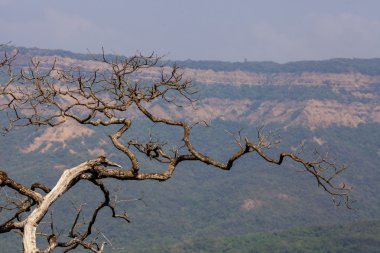 Eski ağaç dağ manzaralı