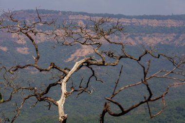 Eski ağaç dağ manzaralı