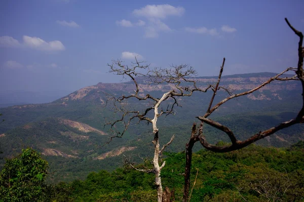 Eski ağaç dağ manzaralı