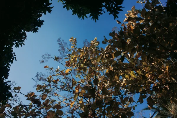 Yaz göğün bakildiginda yaprakları ile