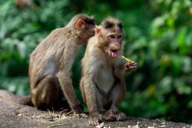 Maymun Güney Hindistan