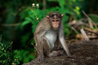 Maymun Güney Hindistan