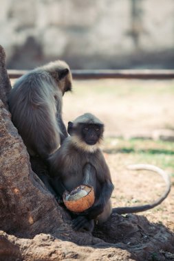 Maymun Hindistan cevizi kemiren