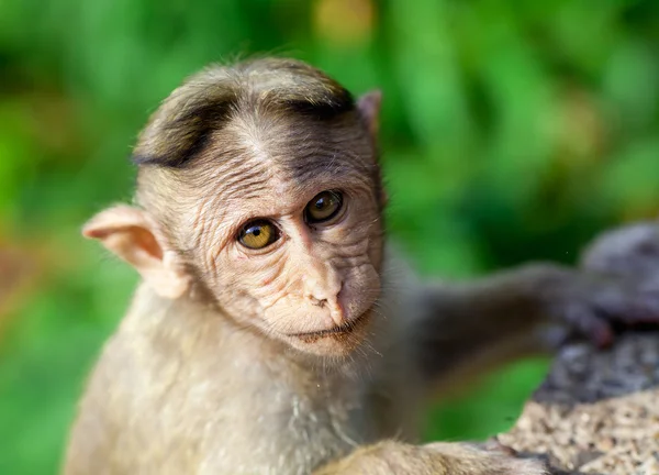 Maymun Güney Hindistan