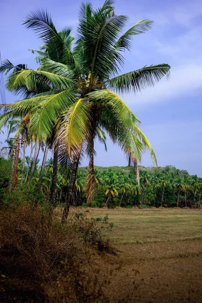 Palma ve Hindistan alanında