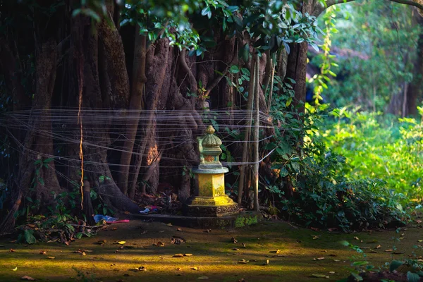 Hindistan'da kutsal banyan tree