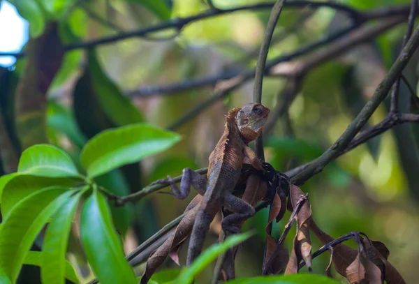 Gecko ve bitki örtüsü içinde