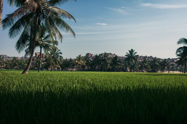 Yeşil alan ve palmiye ağaçları