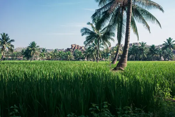 Yeşil alan ve palmiye ağaçları
