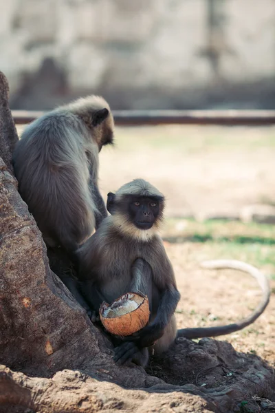 Maymun Hindistan cevizi kemiren