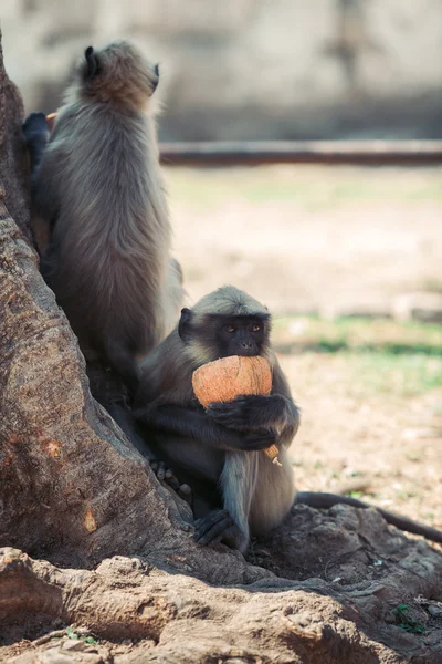 Maymun Hindistan cevizi kemiren