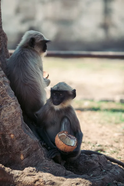 Maymun Hindistan cevizi kemiren
