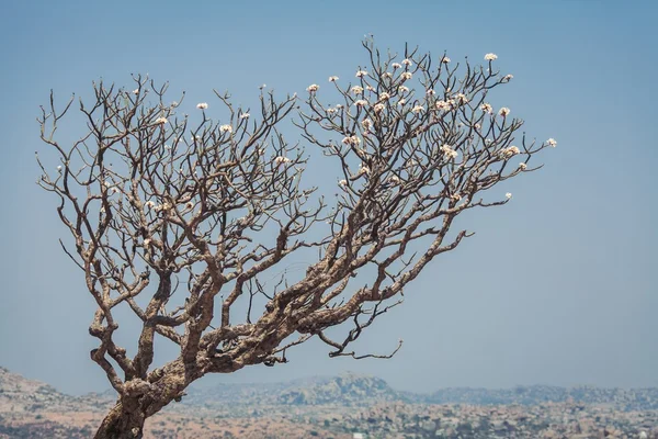 Un arbre solitaire à Hampi. Inde — Photo