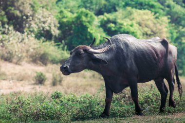 Buffalo Hindistan. Karnataka