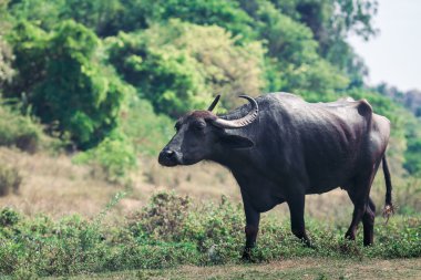 Buffalo Hindistan. Karnataka