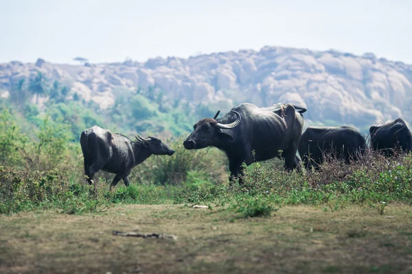 Buffalo Hindistan. Karnataka