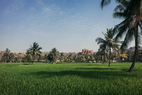 Hindistan'da yeşil alan