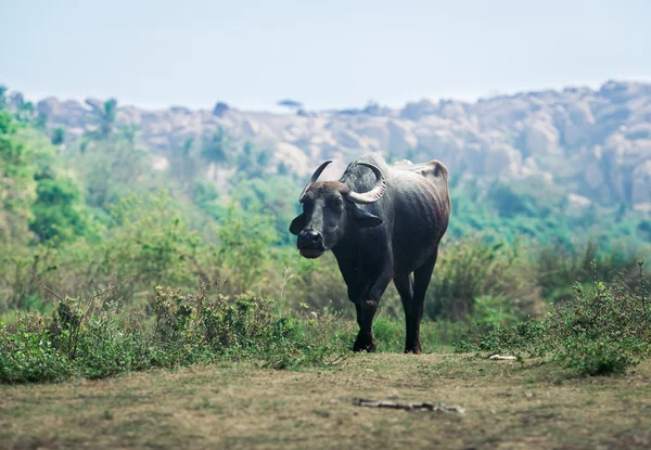 Buffalo Hindistan. Karnataka