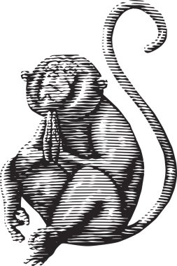 Yoga maymun ve kuyruk 