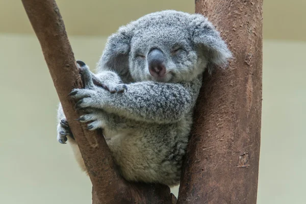 Koala descansando e dormindo em sua árvore — Fotografia de Stock