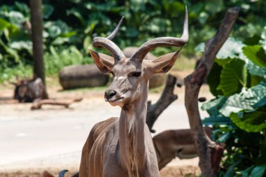 Kudu hayvan poz