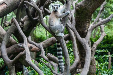 Halka Kuyruklu Lemur
