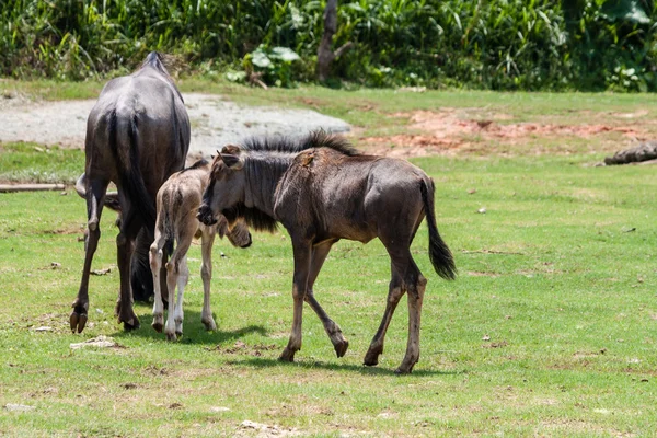 Vad gnu segít új született baba anya — Stock Fotó