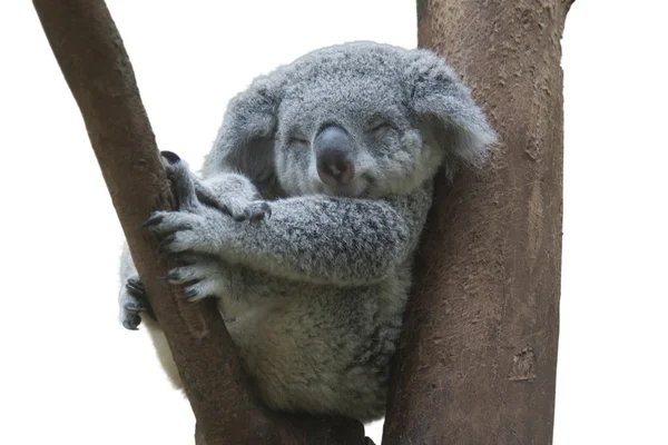 Koala descansando y durmiendo en su árbol —  Fotos de Stock