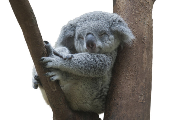 koala resting and sleeping on his tree