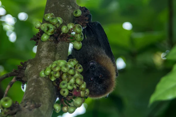 Bat Rousettus Aegyptiacus — Stock Fotó