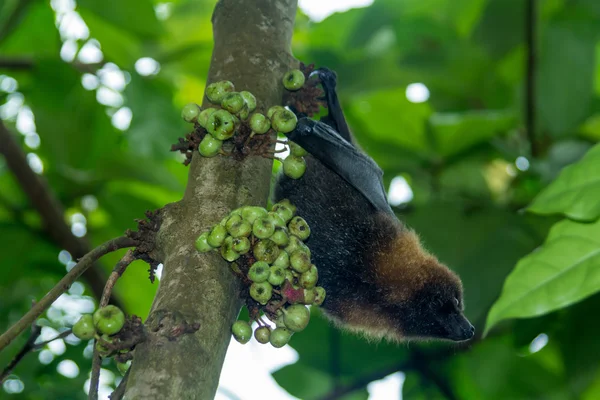 Chauve-souris Rousettus Aegyptiacus manger des fruits — Photo