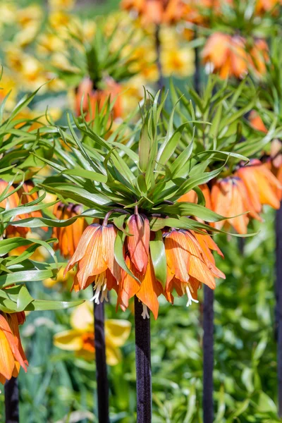 Garland Star, Fritillaria Imperialis
