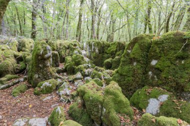 Fransa 'daki Jura' dan Malrochers 'ın karistik izleri.