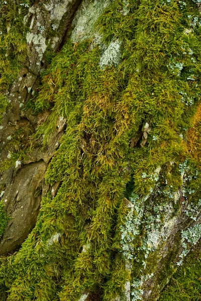Ağaç kabuğunda yosun ve liken var. Ağaç kabuğunda yeşil yosun ve yosun parçaları. Doğal doku..