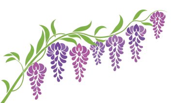 Artan Mor Çiçekler ve Yeşil Yapraklarla Zarif Wisteria Vine İllüstrasyonu