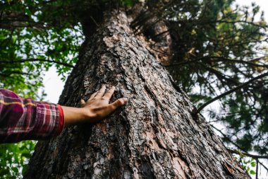 A woman's hand in a checkered shirt touches the trunk of a large and old pine tree. Lake Teletskoye, Altai Mountains, Russia. clipart