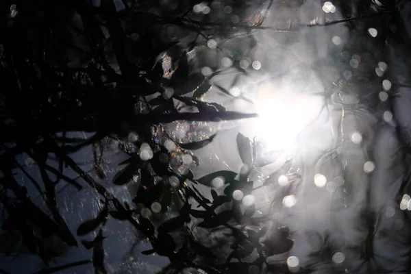 Водна Поверхня Відображення Листя Озері Відблиски Сонця Незвичайний Фон Ліцензійні Стокові Зображення